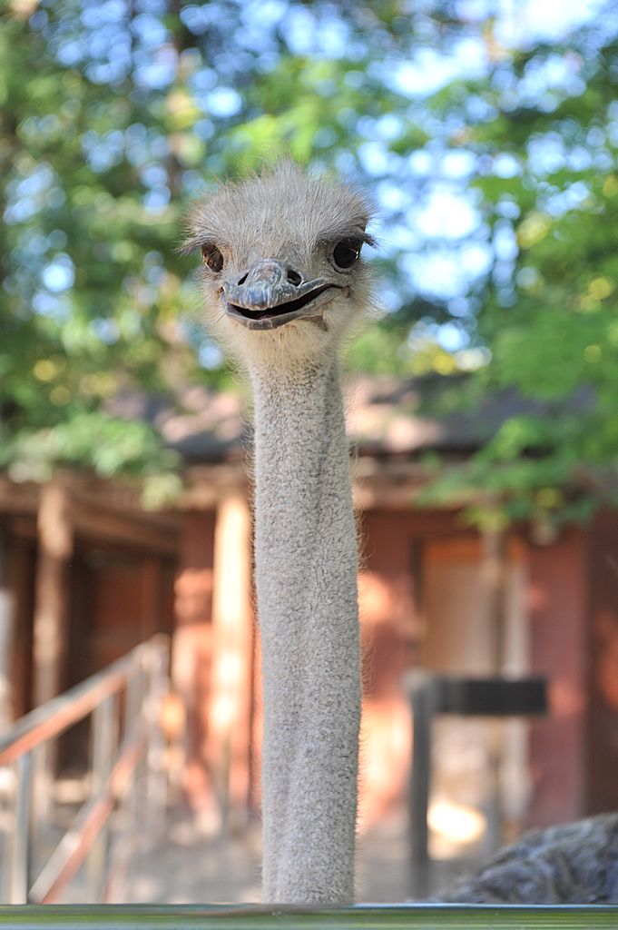 zoo