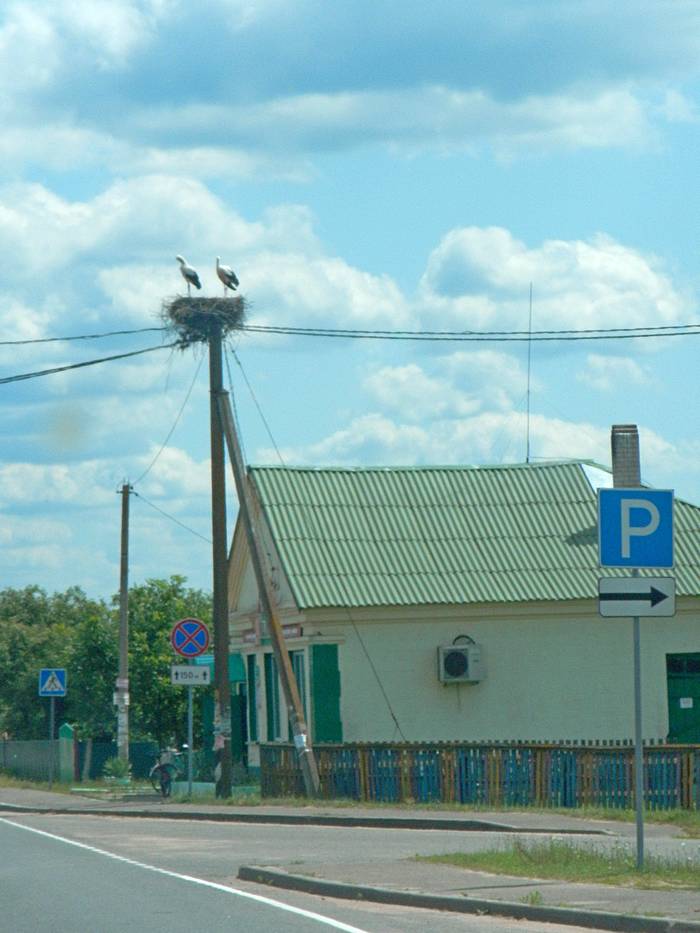 аисты