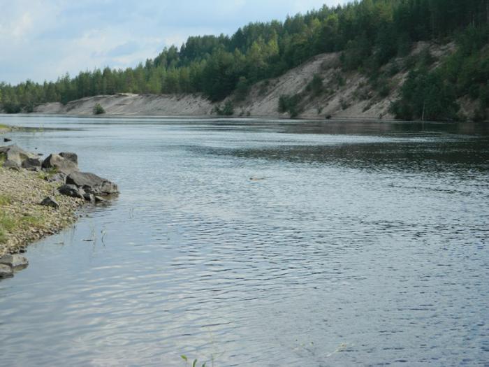 водоплавующий зверь